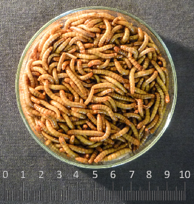 Flour beatle - mealworm