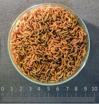 Obrázek z Alphitobius diaperinus [1L]