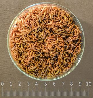 Obrázek z Alphitobius diaperinus [1L] TŘÍDĚNÝ
